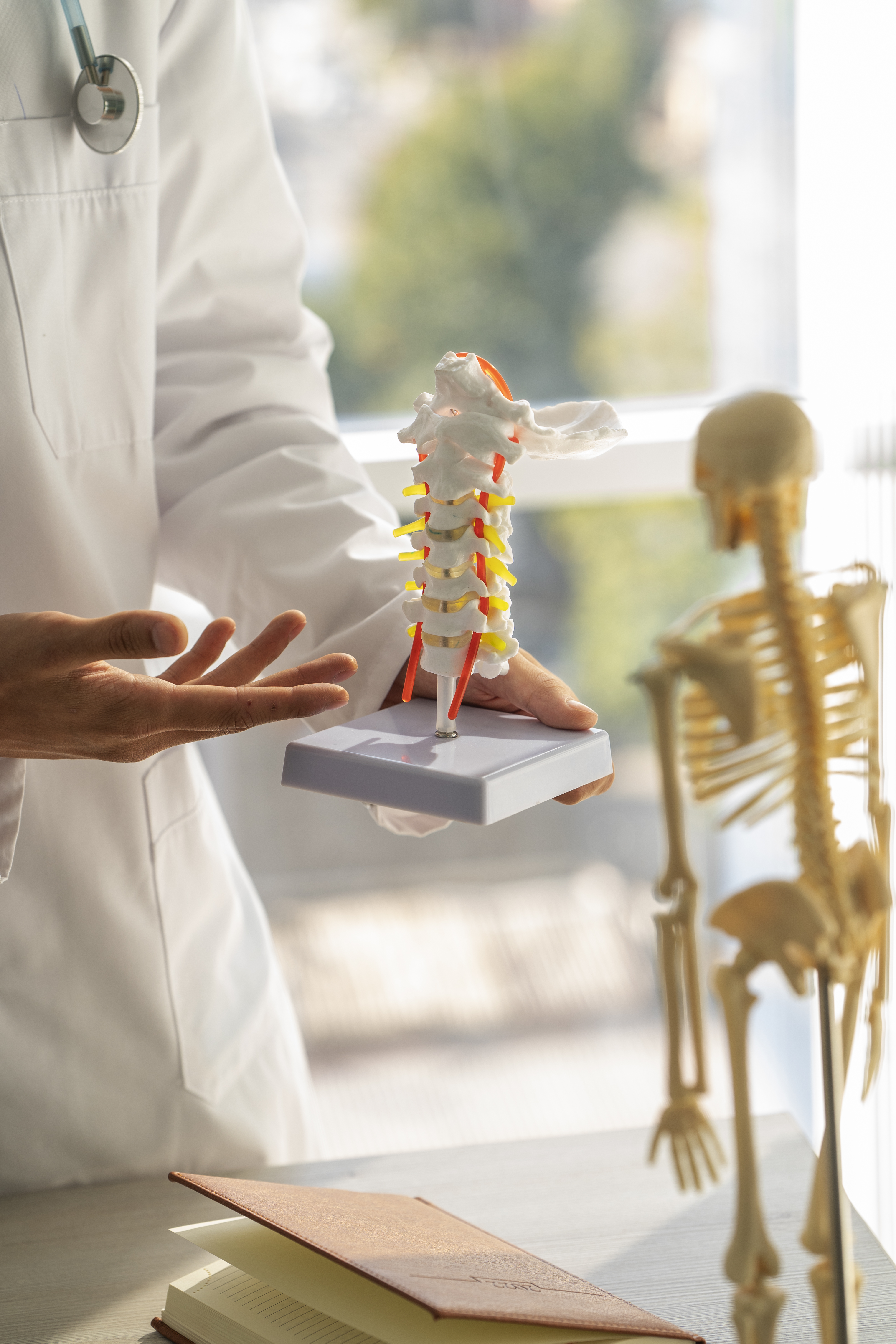 Erklärung Anatomie